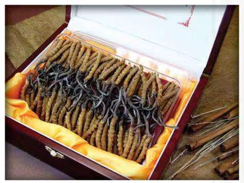 海陵冬虫夏草回收